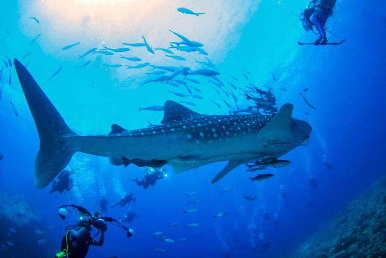 Wisata Derawan Islands